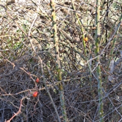 Rosa rubiginosa at Mount Ainslie - 22 May 2024