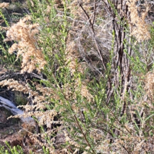 Cassinia sifton at Mount Ainslie - 22 May 2024 02:16 PM