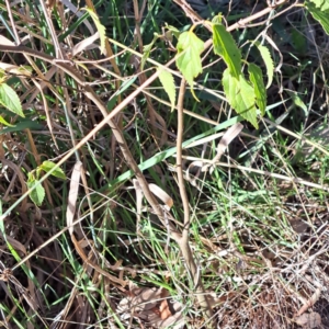 Celtis australis at Mount Ainslie - 22 May 2024