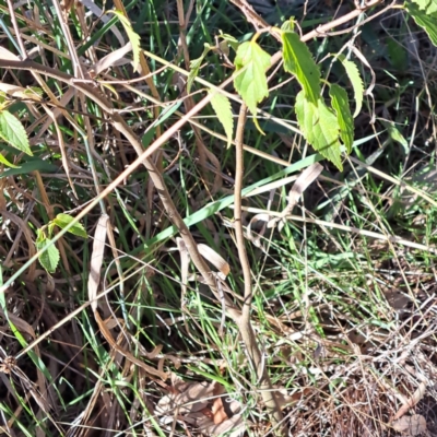 Celtis australis (Nettle Tree) at Mount Ainslie - 22 May 2024 by abread111