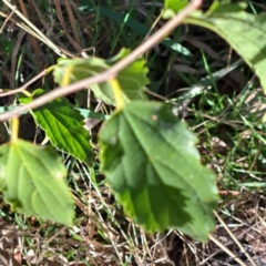 Celtis australis at Mount Ainslie - 22 May 2024 02:19 PM