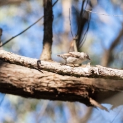 Daphoenositta chrysoptera (Varied Sittella) at Bundanoon - 22 May 2024 by Yippee077