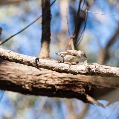 Daphoenositta chrysoptera (Varied Sittella) at Bundanoon, NSW - 22 May 2024 by Yippee077