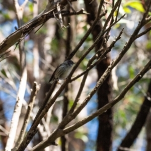 Daphoenositta chrysoptera at Bundanoon - suppressed