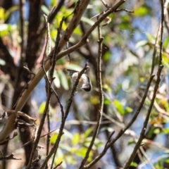 Daphoenositta chrysoptera at Bundanoon - suppressed
