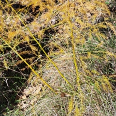 Asparagus officinalis (Asparagus) at Mount Ainslie - 22 May 2024 by abread111