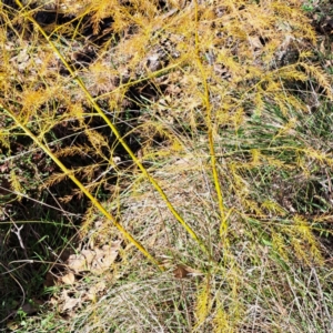 Asparagus officinalis at Mount Ainslie - 22 May 2024