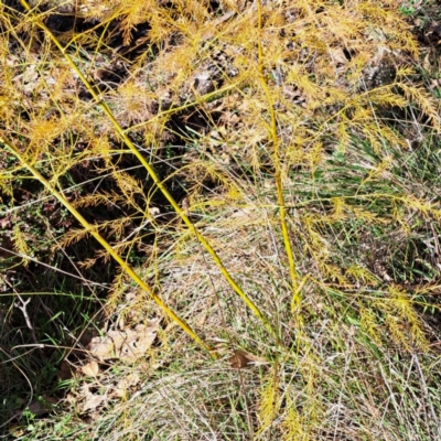 Asparagus officinalis (Asparagus) at Mount Ainslie - 22 May 2024 by abread111