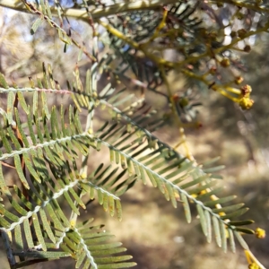 Acacia decurrens at Mount Ainslie - 22 May 2024