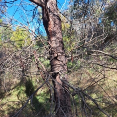 Acacia decurrens at Mount Ainslie - 22 May 2024