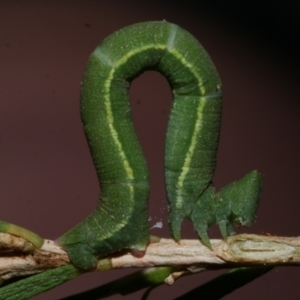 Aeolochroma metarhodata at WendyM's farm at Freshwater Ck. - 29 Apr 2023 02:15 PM