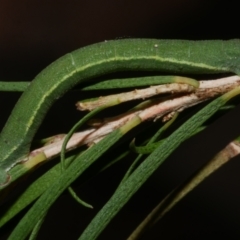 Aeolochroma metarhodata at WendyM's farm at Freshwater Ck. - 29 Apr 2023