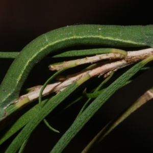 Aeolochroma metarhodata at WendyM's farm at Freshwater Ck. - 29 Apr 2023