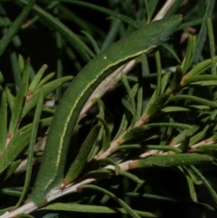 Aeolochroma metarhodata (Tea-tree Emerald) at Freshwater Creek, VIC - 5 May 2023 by WendyEM