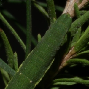 Aeolochroma metarhodata at WendyM's farm at Freshwater Ck. - 5 May 2023 12:19 PM