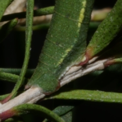 Aeolochroma metarhodata at WendyM's farm at Freshwater Ck. - 5 May 2023 12:19 PM