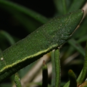 Aeolochroma metarhodata at WendyM's farm at Freshwater Ck. - 5 May 2023 12:19 PM