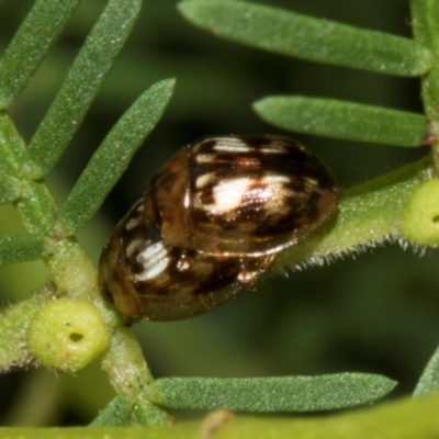 Peltoschema delicatulum (Leaf beetle) at Turner, ACT - 22 May 2024 by AlisonMilton