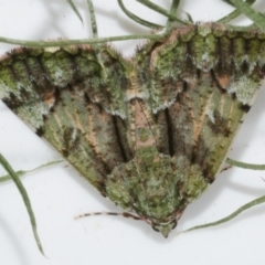 Aeolochroma metarhodata (Tea-tree Emerald) at Freshwater Creek, VIC - 15 Jun 2023 by WendyEM