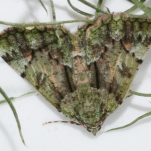 Aeolochroma metarhodata at WendyM's farm at Freshwater Ck. - 16 Jun 2023 12:02 AM