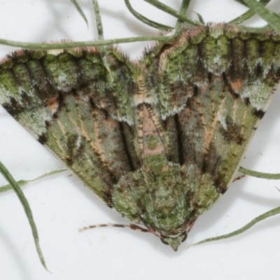 Aeolochroma metarhodata (Tea-tree Emerald) at Freshwater Creek, VIC - 15 Jun 2023 by WendyEM