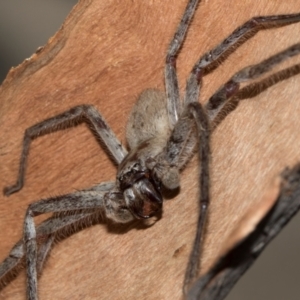 Isopeda canberrana at Turner, ACT - 22 May 2024 02:55 PM