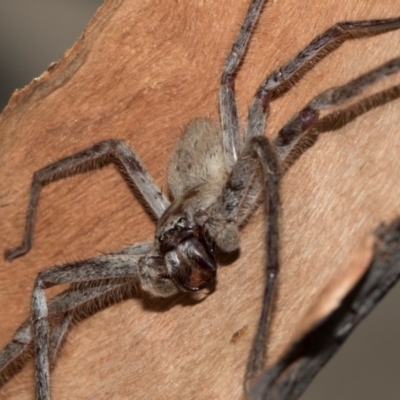 Unidentified Huntsman spider (Sparassidae) at Turner, ACT - 22 May 2024 by AlisonMilton