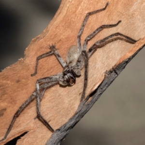 Isopeda canberrana at Turner, ACT - 22 May 2024 02:55 PM