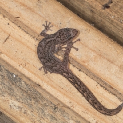 Christinus marmoratus (Southern Marbled Gecko) at Higgins, ACT - 20 May 2024 by AlisonMilton