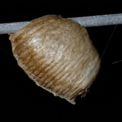 Mantidae - egg case (family) (Egg case of praying mantis) at WendyM's farm at Freshwater Ck. - 14 Apr 2023 by WendyEM