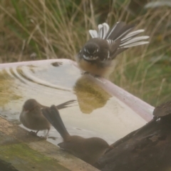 Rhipidura albiscapa (Grey Fantail) at Freshwater Creek, VIC - 14 Apr 2023 by WendyEM