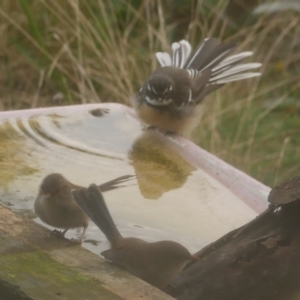 Rhipidura albiscapa at WendyM's farm at Freshwater Ck. - 14 Apr 2023 05:03 PM