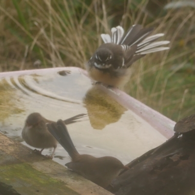 Rhipidura albiscapa (Grey Fantail) at WendyM's farm at Freshwater Ck. - 14 Apr 2023 by WendyEM