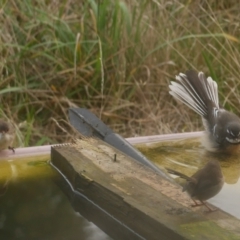 Rhipidura albiscapa at WendyM's farm at Freshwater Ck. - 14 Apr 2023 05:03 PM