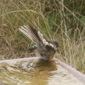 Rhipidura albiscapa at WendyM's farm at Freshwater Ck. - 14 Apr 2023 05:03 PM