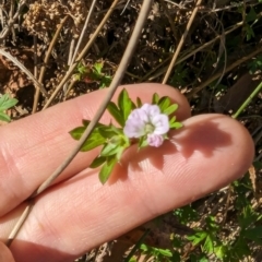 Geranium sp. Pleated sepals (D.E.Albrecht 4707) Vic. Herbarium at Melba, ACT - 22 May 2024 by rbannister