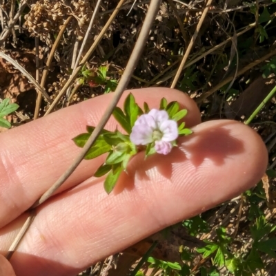 Geranium sp. Pleated sepals (D.E.Albrecht 4707) Vic. Herbarium (Naked Crane's-bill) at Melba, ACT - 22 May 2024 by rbannister