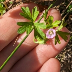 Geranium sp. Pleated sepals (D.E.Albrecht 4707) Vic. Herbarium at Melba, ACT - 22 May 2024 11:55 AM