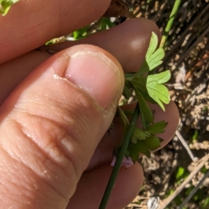 Geranium sp. Pleated sepals (D.E.Albrecht 4707) Vic. Herbarium at Melba, ACT - 22 May 2024