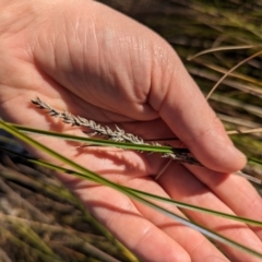 Carex appressa (Tall Sedge) at Melba, ACT - 22 May 2024 by rbannister