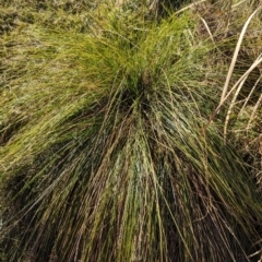 Carex appressa at Melba, ACT - 22 May 2024 11:59 AM