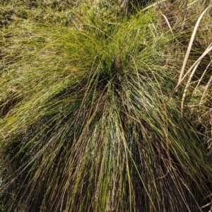 Carex appressa at Melba, ACT - 22 May 2024