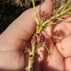 Fraxinus sp. at Melba, ACT - 22 May 2024 11:56 AM