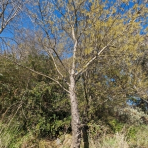 Fraxinus sp. at Melba, ACT - 22 May 2024 11:56 AM