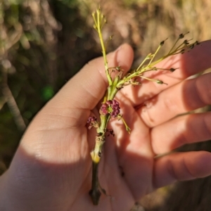 Fraxinus sp. at Melba, ACT - 22 May 2024 11:56 AM