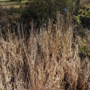 Typha sp. at Melba, ACT - 22 May 2024