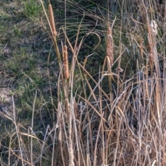 Typha sp. at Melba, ACT - 22 May 2024 11:57 AM