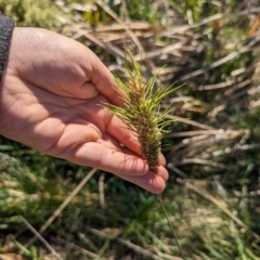 Phalaris aquatica (Phalaris, Australian Canary Grass) at Melba, ACT - 22 May 2024 by rbannister