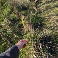 Phalaris aquatica at Melba, ACT - 22 May 2024 12:00 PM