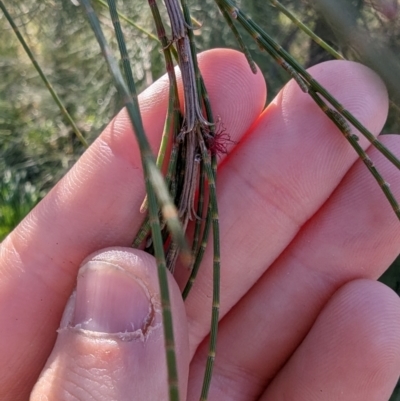 Casuarina cunninghamiana subsp. cunninghamiana (River She-Oak, River Oak) at Melba, ACT - 22 May 2024 by rbannister